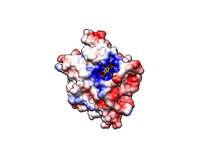 Electrostatic Surface of a protein - created using UCSF Chimera