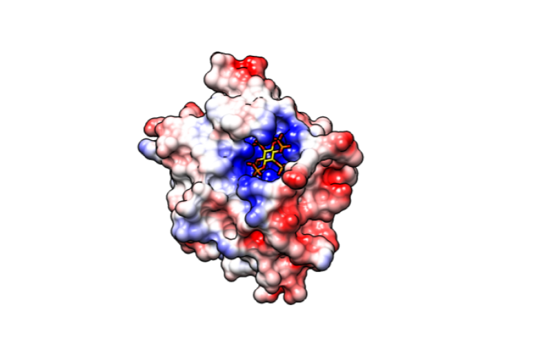 Electrostatic Surface of a protein - created using UCSF Chimera